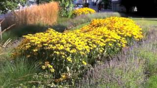 Rudbeckia fulgida sullivantii Goldsturm  Black Eyed Susan [upl. by Bowrah]