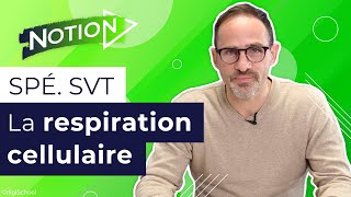 Tout savoir sur la respiration cellulaire [upl. by Ilarin]