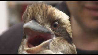 Laughing Kookaburra Close Up HD [upl. by Adrien]