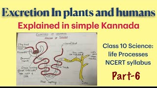 Excretion in plants and animals part6Explained in simple Kannada  class10  life processes NCERT [upl. by Hisbe]