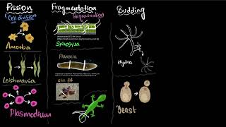 Fission fragmentation regeneration budding spores  Reproduction  Class 10 Bio  Khan Academy [upl. by Monto234]