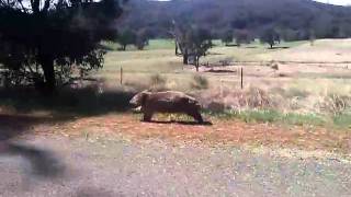 Wombat running [upl. by Sina]