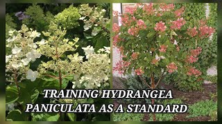 Pruning and training Hydrangea paniculata pink diamond as a standard in a tree form [upl. by Shiverick302]