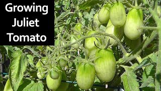 Tomato Plant Profile  Growing Juliet Roma Grape Tomatoes [upl. by Milli]