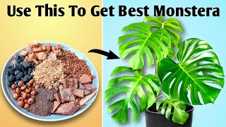 Grow Your Monstera Plant Faster  Monstera Plant Care [upl. by Pyszka]