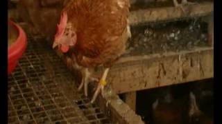 H5N1 antwortet nicht  Der Trailer [upl. by Kryska]