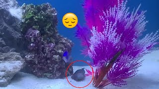 Melanurus Wrasse dies and Blue Damselfish helps revive it CAUGHT ON VIDEO [upl. by Minsk128]