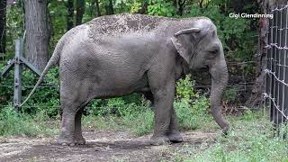 Happy the elephant is denied personhood to stay at Bronx Zoo [upl. by Gower833]