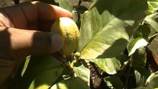 Variegated Pink Eureka Lemon Tree aka the pink lemonade tree [upl. by Yukio]