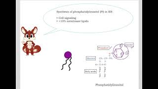 515 Understand not memorize metabolism Postprandial Amphiphilic lipid synthesis [upl. by Heron]