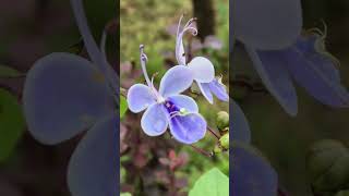 나비수국 귀여운나비꽃 Blue Butterfly bush 로데카 미리코이데스 또다시 개화를 시작하네요애정매혹마술 [upl. by Auqenaj]