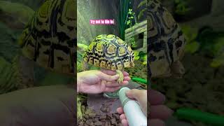 How to trim your tortoises’ nails 💅 [upl. by Neelsaj]