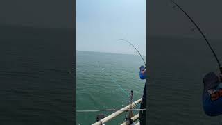 Wow mancing monster besar fishing predatorrawa bassfishing mancingrawa vidioshort shortvideo [upl. by Hube]