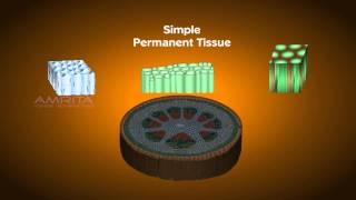 Plant Tissues  Class 9 Tutorial [upl. by Kralc]