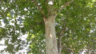 Platanus x acerifolia  top 10 trees  HD video 03 [upl. by Laidlaw]