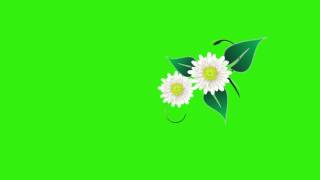 flower animation greenscreen free hd [upl. by Aira427]