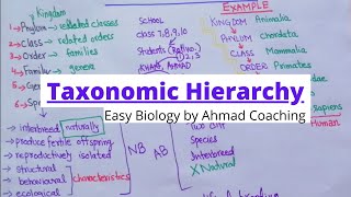 Taxonomic Hierarchy of Biology  Examples of Human and Daily Life [upl. by Prospero]