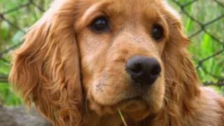 Cocker Spaniel Training Tips How to train a Cocker Spaniel at home [upl. by Ahseyt67]