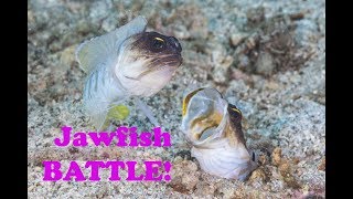 Underwater Jawfish Battle [upl. by Sadler534]