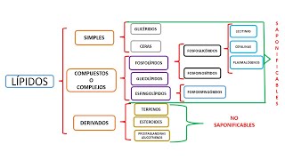 LÍPIDOS CLASIFICACIÓN Y ÁCIDOS GRASOS SATURADOS [upl. by Saidee931]