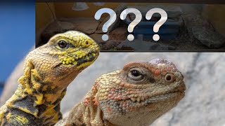 How to setup a uromastyx tank  Redoing my saharan uromastyx tank [upl. by Ennovoj]