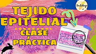 TEJIDO EPITELIAL CLASE PRACTICA HISTOLOGIA [upl. by Odnaloy]