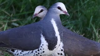 Wonga Pigeon pair bonding – Upper Colo [upl. by Doran328]