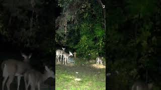 3 deer out eating deerwatching buckdeer deersighting wildlife deer r [upl. by Lunetta]