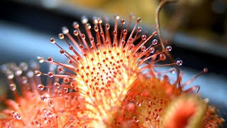 Feeding a sundew carnivorous plant  Timelapse ep16 Drosera capillaris [upl. by Ajnos853]