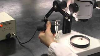 Part 2 How to Use Stereo and Compound Microscopes [upl. by Elo]