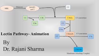 Lectin Pathway Complement System Immune activation by mannose on pathogen surface Animation [upl. by Derfla]