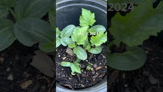 How to Grow Loofah  Loofah Sponge [upl. by Ria576]