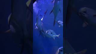 😍Sharks in Marine Kingdom🦈 vgpmarinekingdom [upl. by Eedebez]