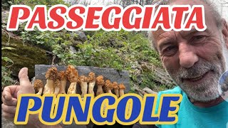 “MORCHELLA ESCULENTA” “PUNGOLE” “SPUGNOLE” [upl. by Arries]