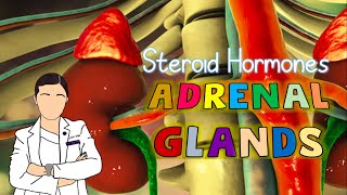 Steroid Hormones Adrenal Glands [upl. by Seiber]