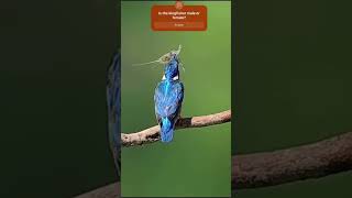 Watch these stunning kingfishers elegantly catching fish in the pond [upl. by Siocnarf]