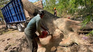 Amazing skills Dangerous leaning tree logging [upl. by Kolb]