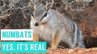 NUMBATS are shy animals compilations [upl. by Aidnic]