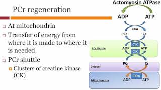 ATP Synthesis [upl. by Wrennie]