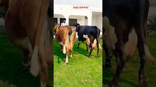 jarsi cross cow for sale26022024 apnapunjabtv [upl. by Anibor308]