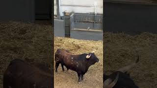 SAN ISIDRO 2024  1era corrida  Toros de Alcurrucén y El Cortijillo para la corrida que abre feria [upl. by Sitnerp]