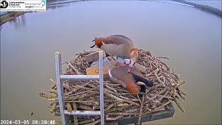 05 March 0820  Despite obstacles Egyptian Geese mate on nest  ©️ROP  Manton Bay [upl. by Tsiuqram]