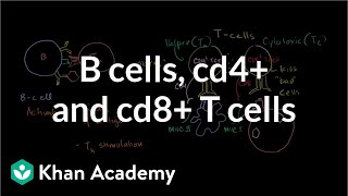 Review of B cells CD4 T cells and CD8 T cells  NCLEXRN  Khan Academy [upl. by Jillane]