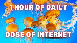 1 Hour Of Daily Dose Of Internet [upl. by Hsaniva]