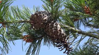 Pinus monticola Pinaceae western white pine [upl. by Maribeth]