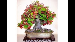 BONSAI DE ACEROLA  COMO FAZER DESDE O INÍCIO [upl. by Ynad]