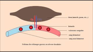 Ch II  Physiologie respiratoire [upl. by Caz]