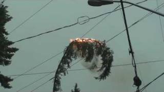 Tree Limb Explosion Overhead Electrical Lines [upl. by Bork]