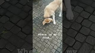 Pranking My Labradors The Food Hoax puppy doglove funny dog 2024 cute animal 2024 [upl. by Ykcub]