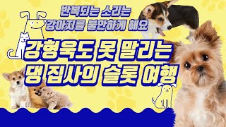 강조되고 반복되는 소리는 ໒ ◉ ᴥ ◉ ७ 를 불안하게 해요 [upl. by Ueihttam]